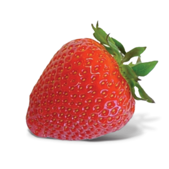 <p class="nom">La Clery</p><p class="description">Généralement de gros calibre, cette fraise précoce dégage une saveur très sucrée et aromatique.</p>