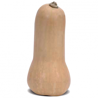 <p class="nom">Noix de Beurre</p><p class="description">600g à 2kg. Saveur : beurre et de châtaigne. Cuisine : purée/potage, four, rissolée, dessert.</p><p class="disponibilite">juillet à mars</p>