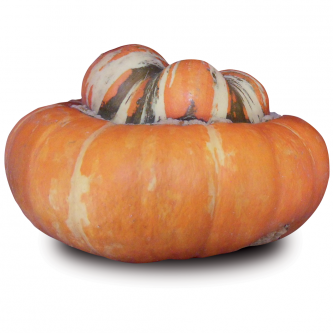 <p class="nom">Bonnet Turc</p><p class="description">2kg environ. Saveur : sucrée et ferme. Cuisine : purée/potage, four.</p><p class="disponibilite">juillet à octobre</p>