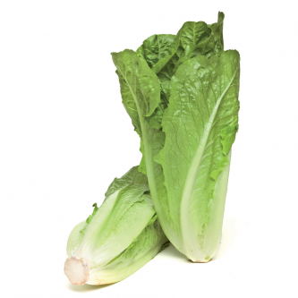 <p class="nom">Romaine</p><p class="description">Croquant</p>