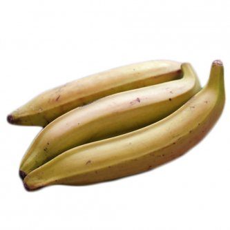 <p class="nom">La banane Plantain</p><p class="description">Pourquoi on l’aime? Parce que, comme elle n’est pas sucrée, elle est idéale en cuisine pour des plats salés. Elle se consomme encore verte et dure.</p>