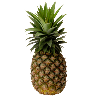 <p class="nom">L’ananas Pain de sucre (Togo)</p><p class="description">Pourquoi on l’aime? Pour son goût de miel intense et sa forme originale.

Même mûrs, les ananas Cayenne lisse et Pain de sucre du Togo gardent leur robe verte, ce qui n’enlève rien à leur saveur unique, délicieusement sucrée. En bio, il n’y a aucun artifice pour les colorer!</p>