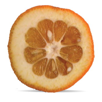 <p class="nom">Les amères d'Espagne</p><p class="description">Leur peau épaisse, leur faible volume de chair les destinent particulièrement aux préparations culinaires (confitures, fruits confits, vin d’orange…) Très astringentes, elles ne peuvent être mangées telles quelles .</p><p class="specificite">amère</p><p class="disponibilite">novembre à février.</p>