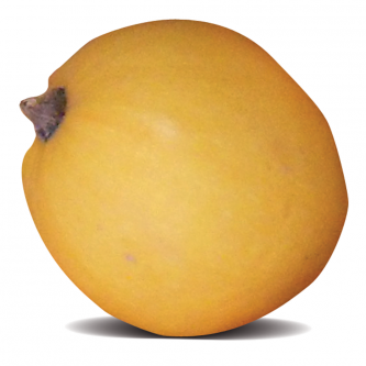 <p class="nom">Pomme d’or</p><p class="description">200 à 250g. Saveur : plutôt neutre. Cuisine : farcie, au four.</p><p class="disponibilite">juillet à octobre</p>