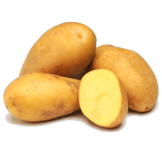 <p class="nom">Charlotte</p><p class="description">Pomme de terre à chair ferme. Excellente tenue à la cuisson, idéale en robe des champs.</p><p class="specificite">vapeur, eau, rissolées, sautées, gratin, ragout</p>