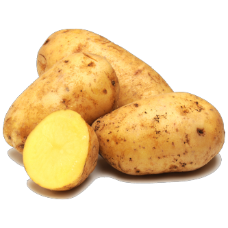 <p class="nom">Nicola</p><p class="description">Pomme de terre à chair ferme. Sa chair fondante est exquise en gratin.</p><p class="specificite">vapeur, eau, rissolées, sautées, gratin, ragout</p>