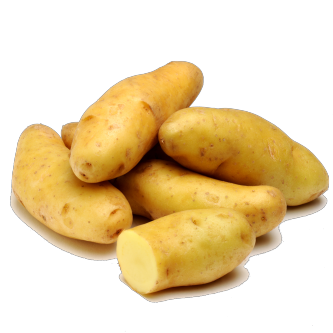 <p class="nom">Ratte</p><p class="description">Pomme de terre à chair ferme. Connue pour son goût de châtaigne.</p><p class="specificite">vapeur, eau, rissolées, sautées, gratin, ragout</p>